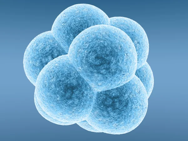 Embryo — Stock Photo, Image