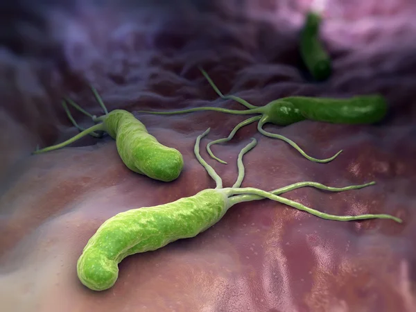 Helicobacter pylori — стокове фото