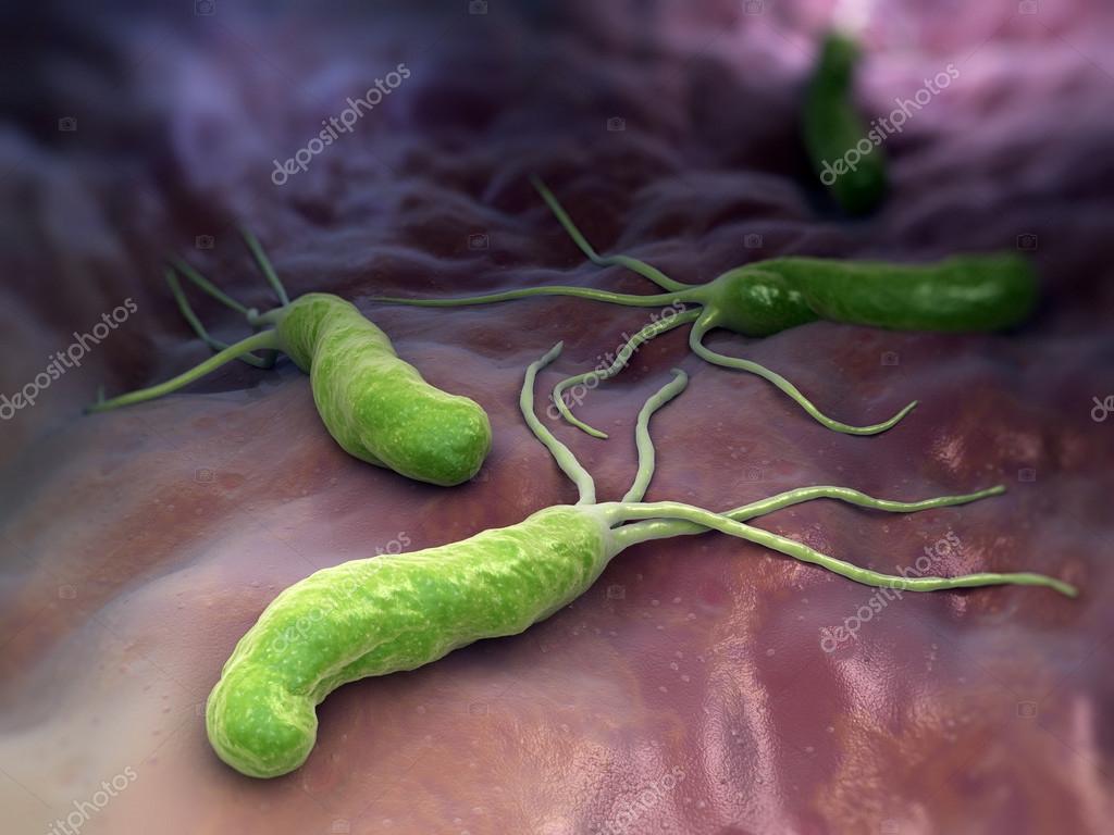 Helicobacter pylori симптомы у взрослого. Какие бактерии есть в желудке. Хеликобактер пилори ассоциированные заболевания. Бактерия хеликобактер пилори схема. Какие бактерии есть в желудке.