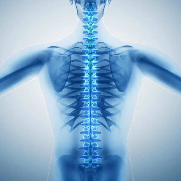 Human backbone — Stock Photo, Image