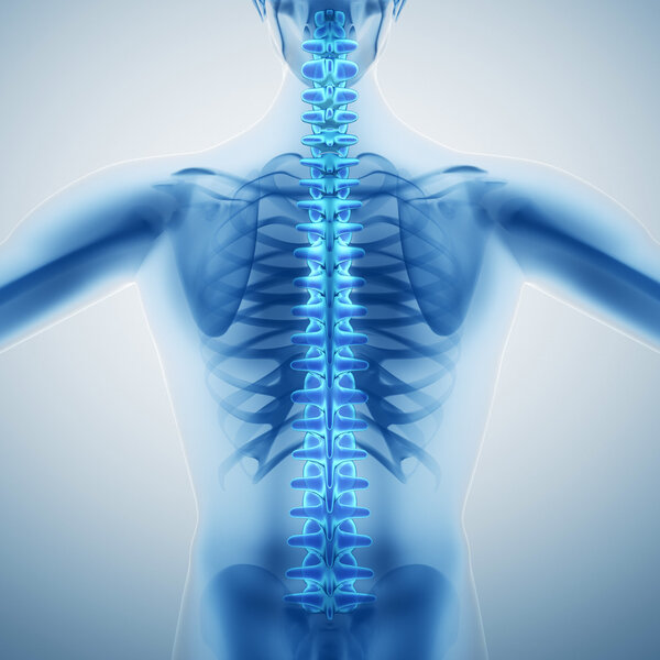 Хребет человека
 