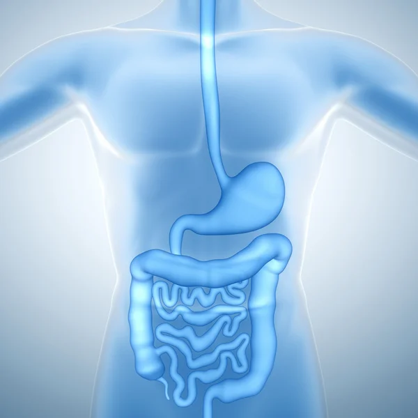 Human Digestive System — Stock Photo, Image