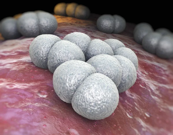 Neisseria meningitidis — 스톡 사진