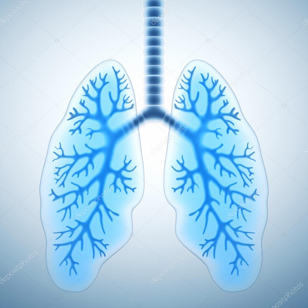 Healthy lungs 