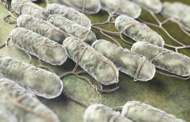 Culture of Salmonella bacteria clipart