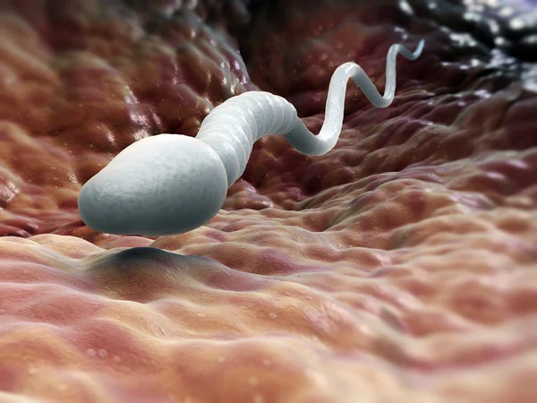 Tek erkek sperm hücre — Stok fotoğraf