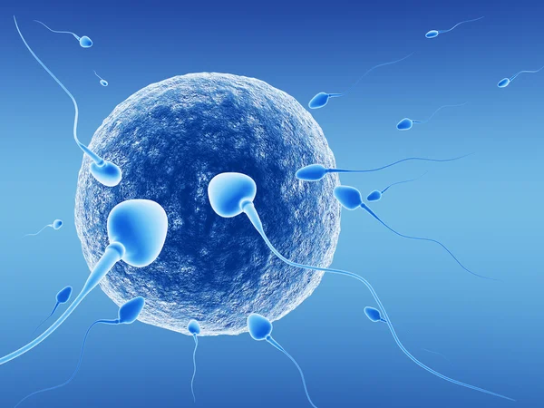 Сперматозоиды и человеческое яйцо — стоковое фото