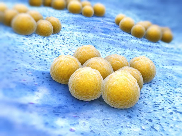 Staphylococcus aureus — Fotografia de Stock