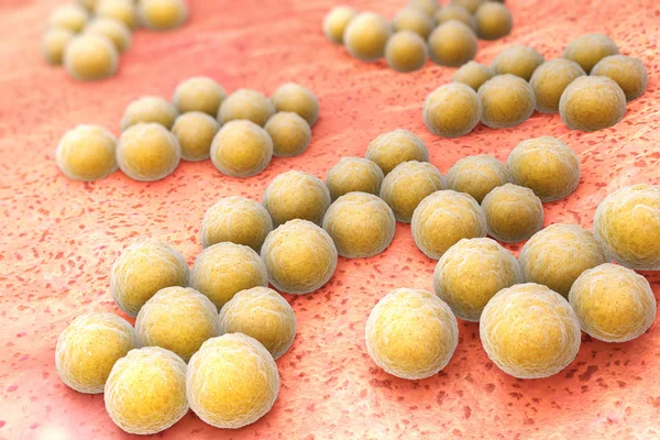 Staphylococcus aureus — Fotografia de Stock