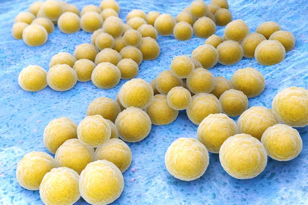 Fhylococcus aureus — стоковое фото