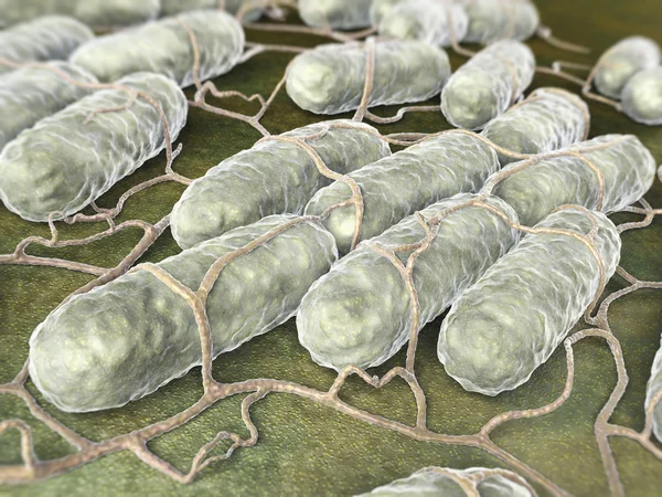 Culture of Salmonella bacteria — Stock Photo, Image