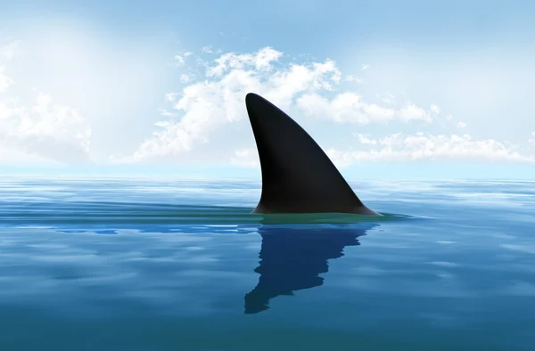Žraločí ploutev nad vodou — Stock fotografie