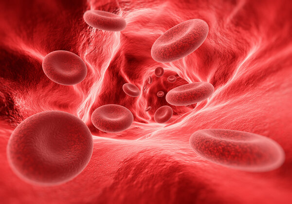 Blood cells in the vein 
