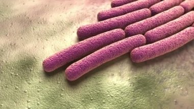 Shigella sonnei bakteri kolonisi