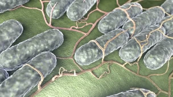 Salmonella Bactérias — Vídeo de Stock