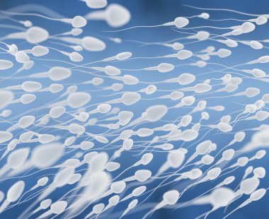 spermatozoons