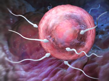 Sperm ve yumurta