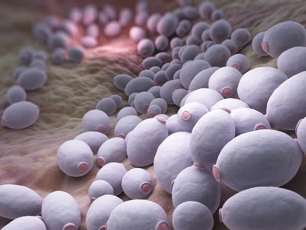 Candida albicans bakteri — Stok fotoğraf