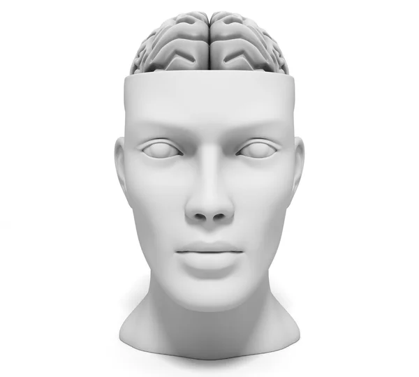 Человеческая голова с мозгом — стоковое фото