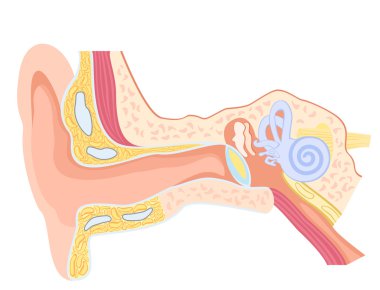 Anatomy of the human ear clipart