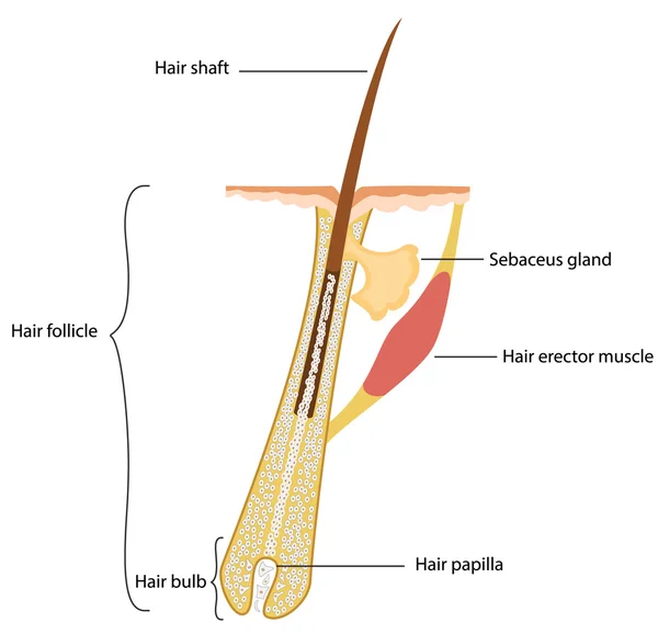 Estrutura do cabelo humano — Vetor de Stock