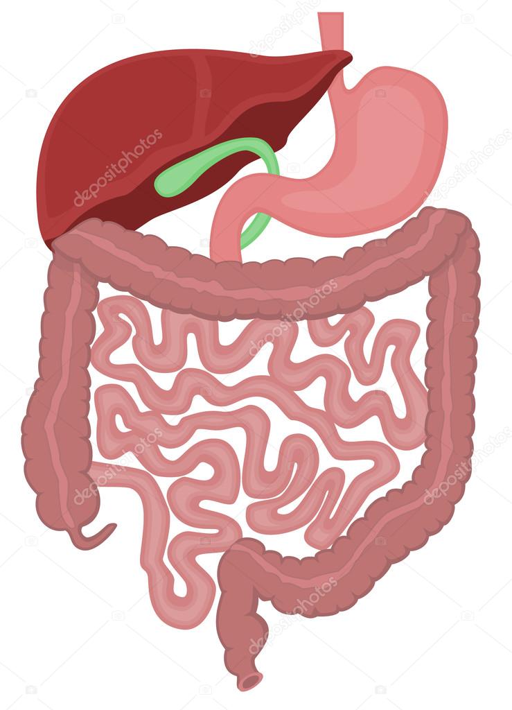 The digestive tract of a human