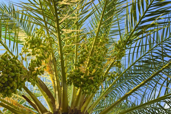 Palme mit Früchten vor blauem Himmel Stockbild