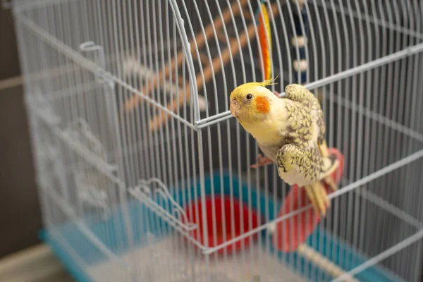Young Cockatiel Pet Sitting Looking His Cage Home — Stock Photo, Image