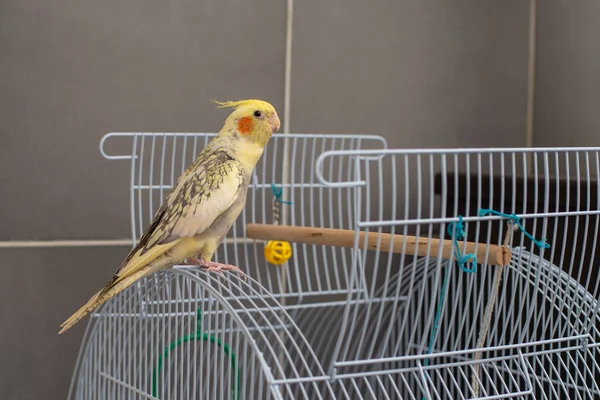 Fiatal Cockatiel Kisállat Nézi Ketrecében Otthon — Stock Fotó