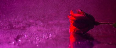Romantik ıslak kırmızı gül afişi