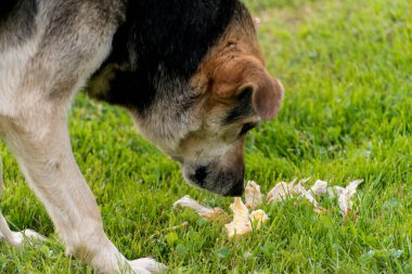 Parktaki köpek
