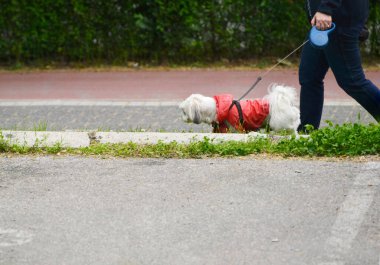 Yolda tasmalı küçük köpeği olan bir adam.