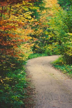 Sonbahar ormanlarında yol 
