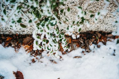 Kış zamanı donmuş bitkiler