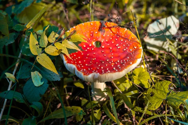 Muscaria 森林里有毒的蘑菇 — 图库照片