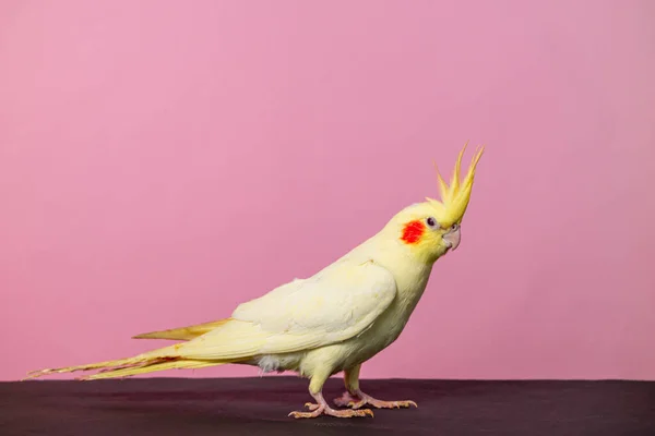 Cute Little Bird Pink Background — Stock Photo, Image