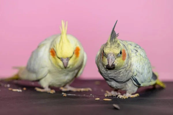 Dois Pássaros Cockatiel Fundo Cor — Fotografia de Stock