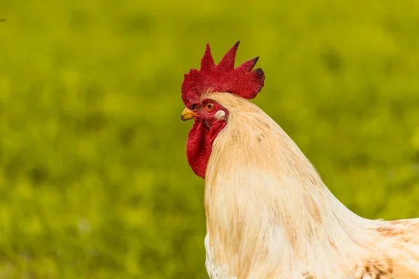 White Rooster Walking Green Grass Field — Stock Photo, Image