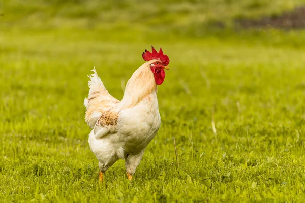 White Rooster Walking Green Grass Field — Stock Photo, Image