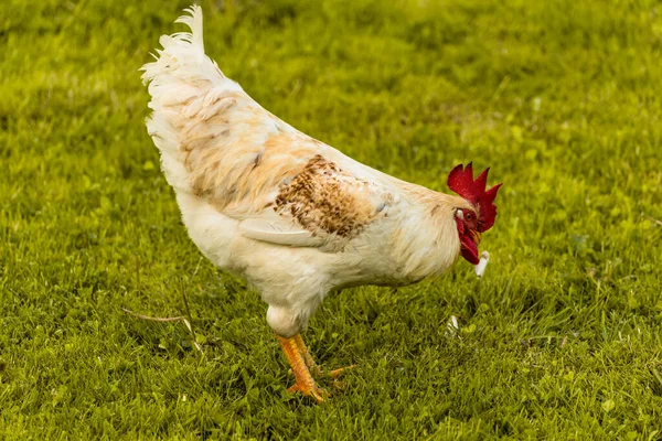 White Rooster Backyard Countryside Green Grass — стоковое фото