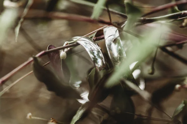 Wedding Rings Bouquet Close — ストック写真