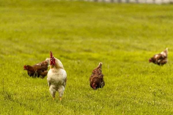White Rooster Backyard Chickens Countryside Green Grass — Stock Photo, Image
