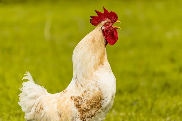 White Rooster Screaming Loud Backyard Countryside Green Grass — Stock Photo, Image