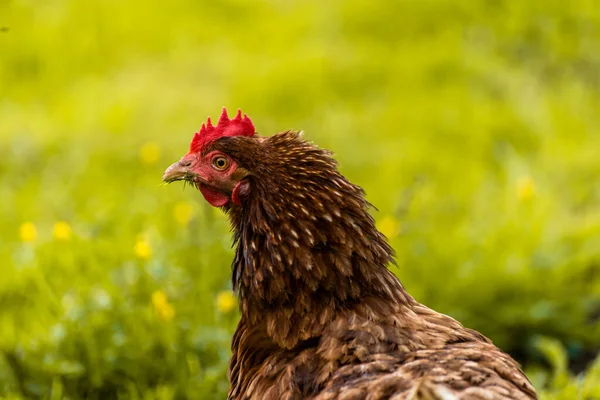 Kyckling Äta Gräs Suddig Bakgrund — Stockfoto