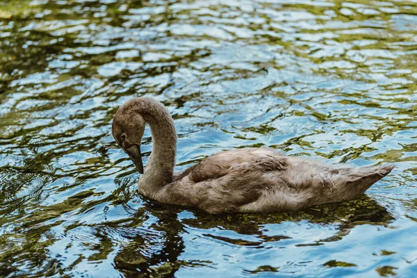 Svart Grå Svan Ensam Och Ledsen Sjön — Stockfoto