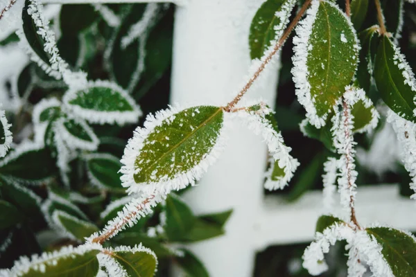 冬の間の冷凍植物 — ストック写真