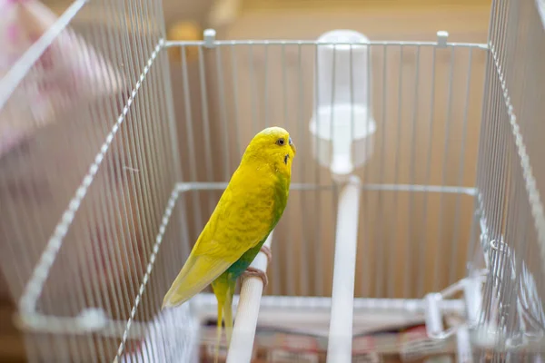 Parakeet Budgie Standing Window — Stock Photo, Image