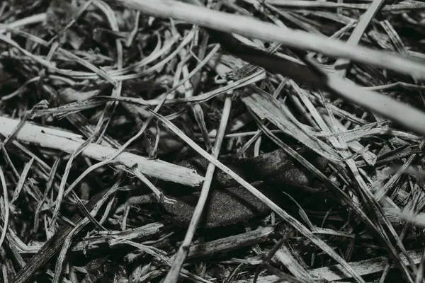 森の中の地面の白黒写真 — ストック写真