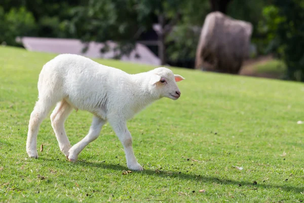 Schapen die gras eten — Stockfoto