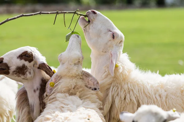 Schapen die gras eten — Stockfoto